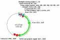 example image of the plasmid map